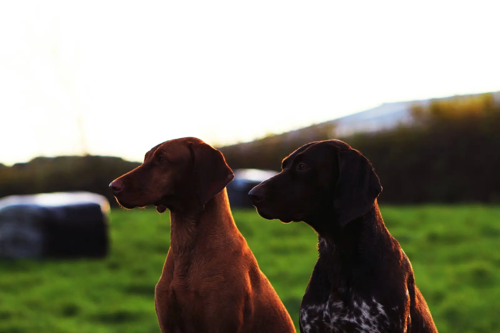 Two dogs watching the evening light in a photograph from the Cowran Estate archive