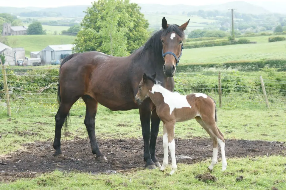 A horse and foal photographed for the Cowran Estate public archive