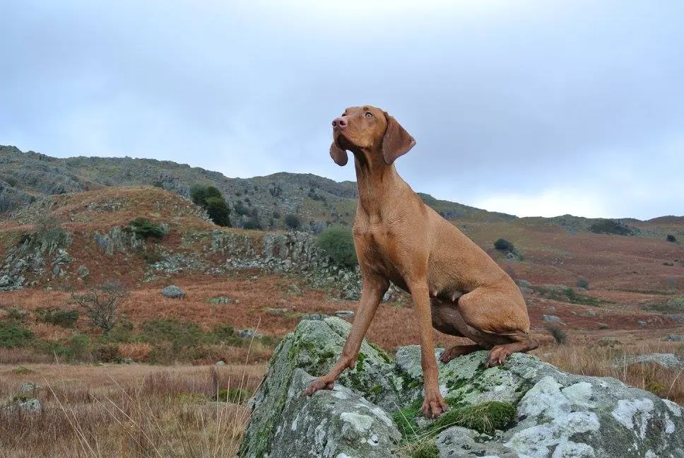 A Hungarian Vizsla standing on a rock in the Cumbrian landscape