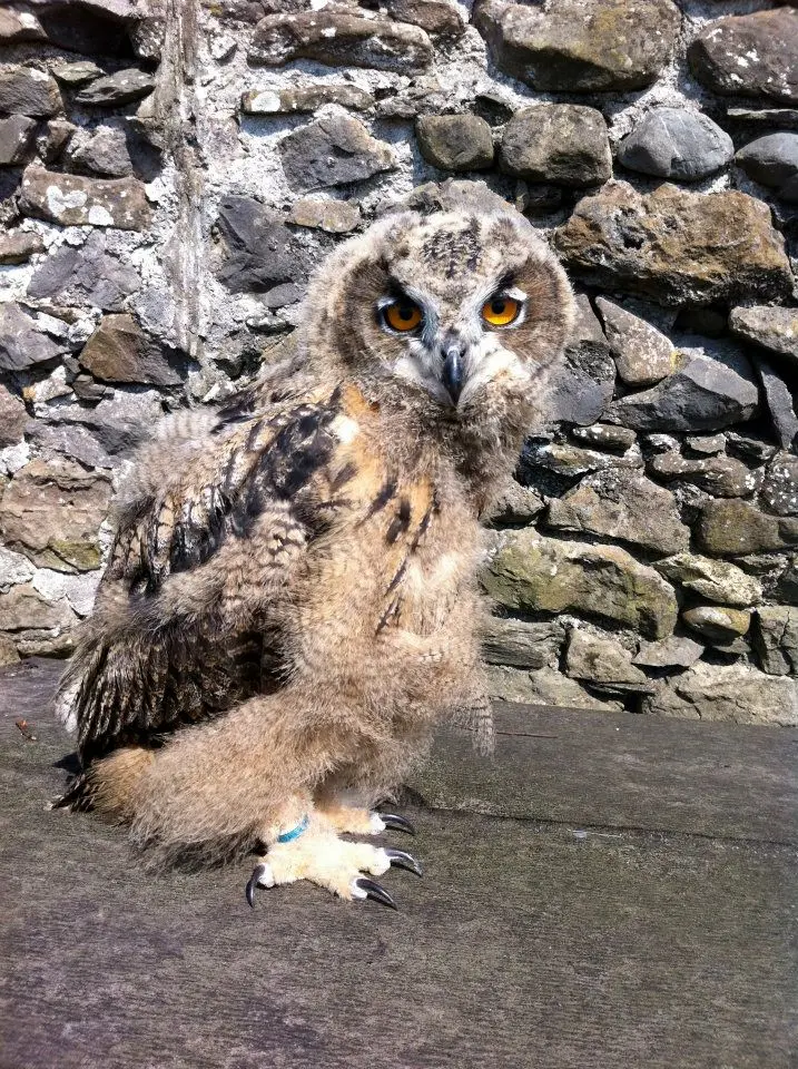 A young owl beside a dry-stone wall in a photograph from the Cowran Estate archive