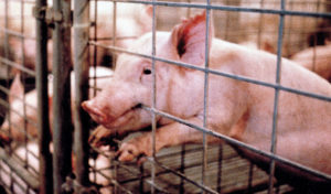 PigletBitingCagelg
